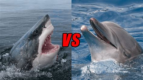 Shark Vs Dolphin Fin