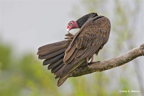 Turkey Vulture Id Facts Diet Habit And More Birdzilla