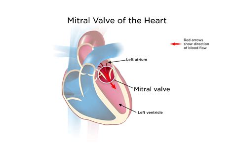Mitral Heart Valve Disorders My Doctor Online