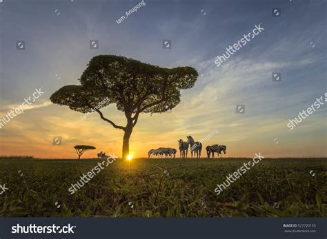 Zebra On Safari Sunset Stock Photo Edit Now 527720155