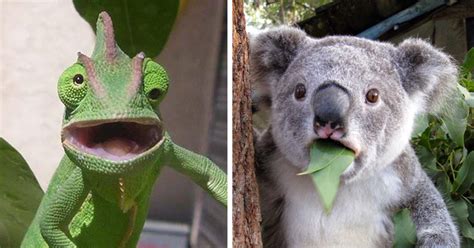 91 Astonished Animals Who Are Freaked Out By Whats