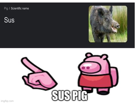 Sus Pig Imgflip