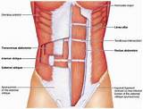 Photos of Swimming Core Muscles