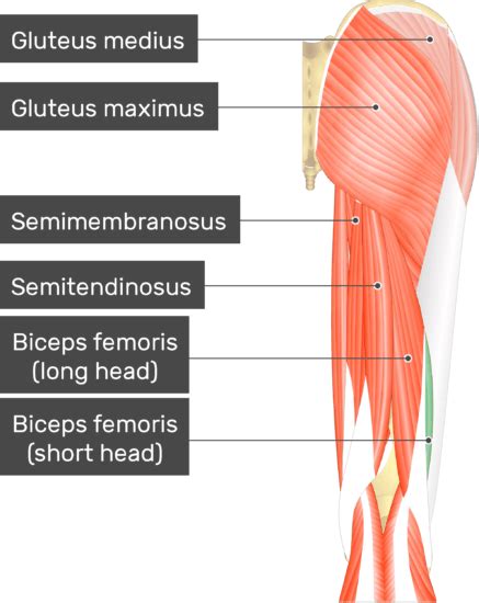 Biceps Femoris Muscle Anatomy Body Anatomy Muscular S Vrogue Co