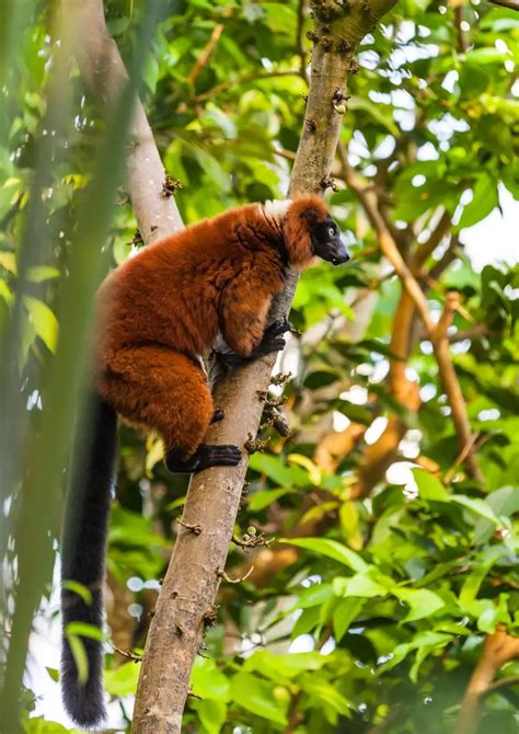 Celebrating World Lemur Day Wildlife Madagascar