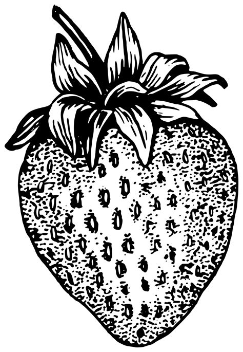 Outline Clipart Strawberry Outline Strawberry Transparent Free For