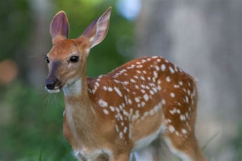 17228 Baby Deer Stock Photos Free And Royalty Free Stock Photos From