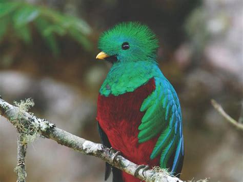 Bird Challenge Posiciona A Costa Rica Como Destino De Observación De Aves
