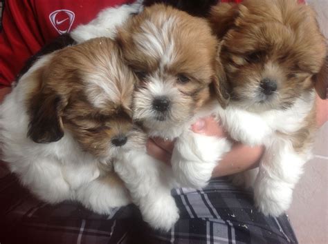 These dogs are considered very lovable and they will want affection. Shihpoo Puppies, boys and girls, Scotland. | Cumnock ...