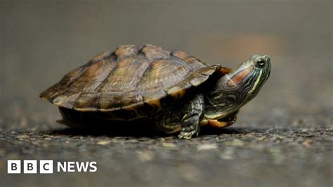 temperature controlled turtle sex gene found bbc news