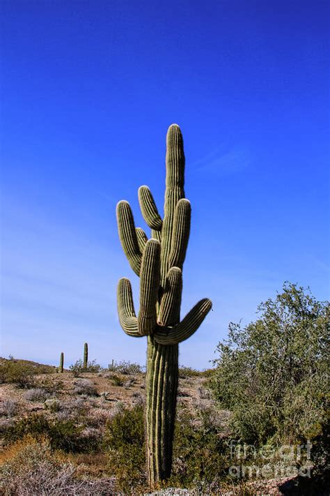 Beautiful Saguaro Cactus Photograph By Robert Bales Fine Art America