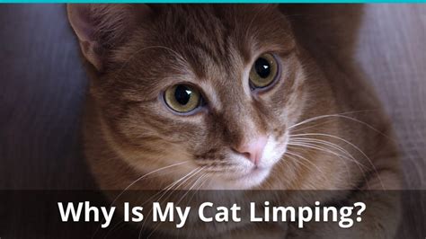 She is still happily eating and drinking. Why Your Cat Might Be Limping On It's Front Or Hind Leg ...