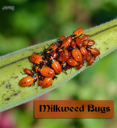 However, banana and orange peels work excellently against. Stop Milkweed Pests from Ruining Milkweed for Monarchs