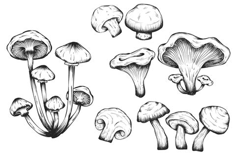 Mushrooms hand drawn set isolated ~ Illustrations ~ Creative Market