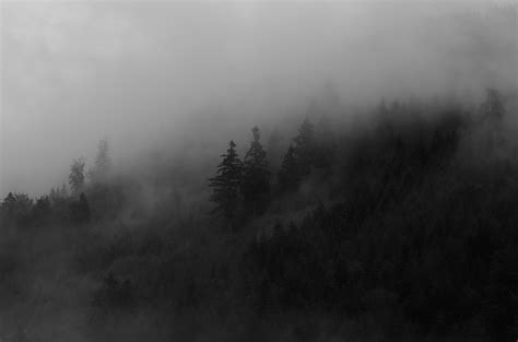 Wallpaper Spruce Trees Fog Forest Smoke Hd Widescreen High