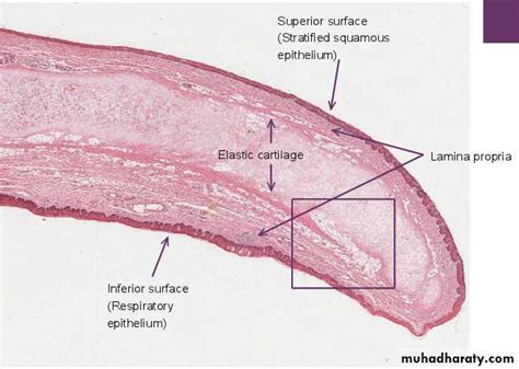 Laryngeal Ventricle Histology