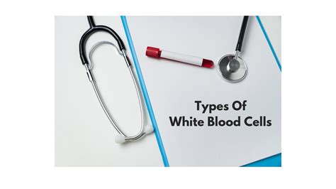 What Are The Types Of White Blood Cells