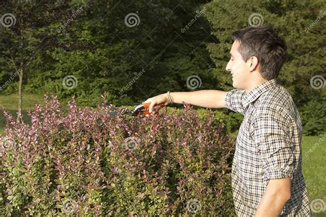 Man Cutting And Trimming Hedges Stock Image Image Of Beautiful