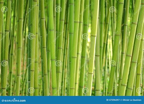 La Tige En Bambou D Herbe Plante Des Tiges Dans Le Verger Dense Photo
