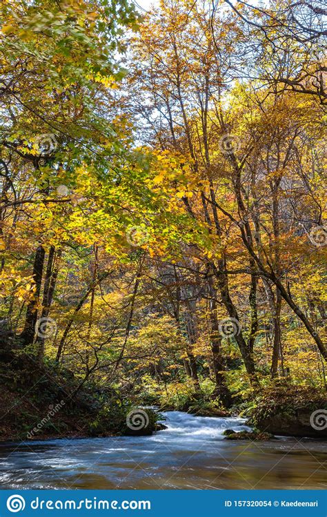 Oirase Stream In Sunny Day Beautiful Fall Foliage Scene In Autumn