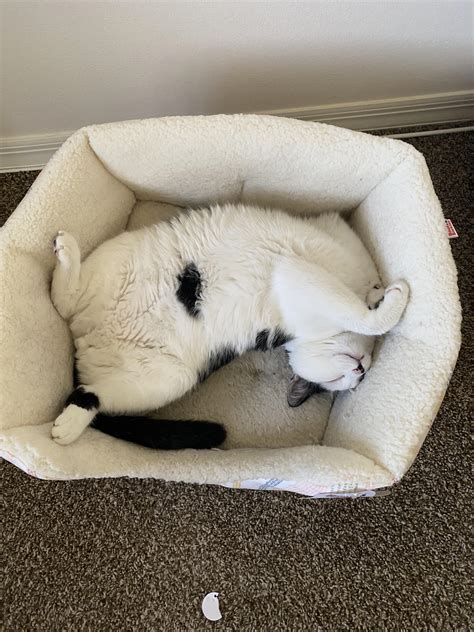 A Very Comfy Kitty Reyebleach