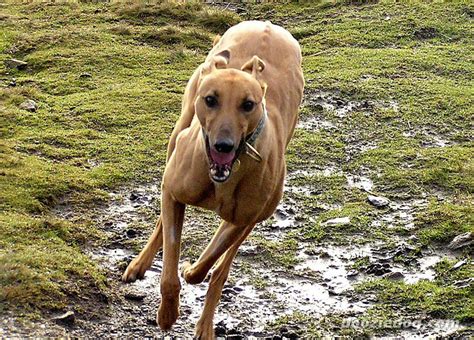 greyhound dog breed information puppies pictures