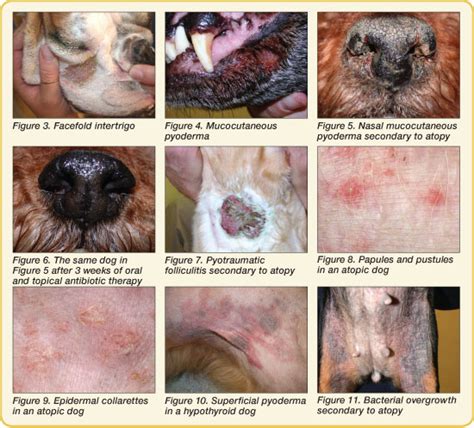 What Is Pyoderma In Dogs