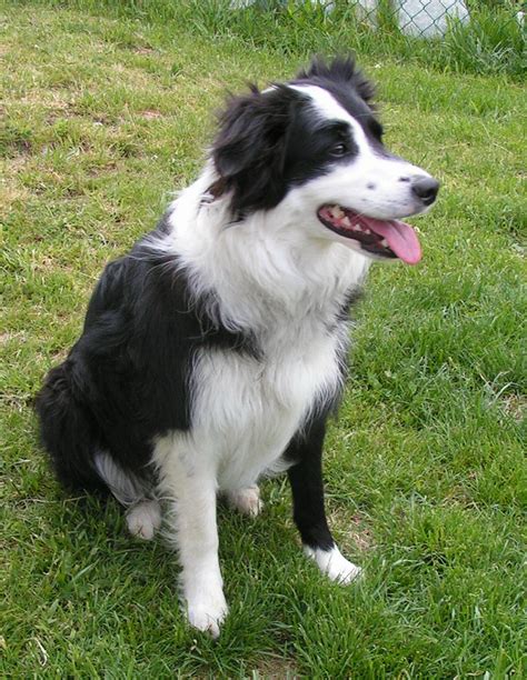 The collie comes in a variety of colors. Border Collie - Wikipedia