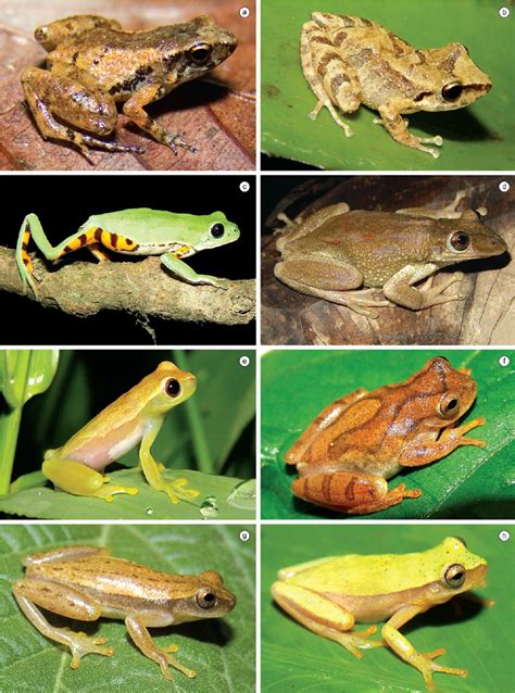 Amphibian Species Found In The Region Of Cpi A Adelophryne