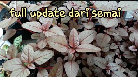 Cara Menanam Bayam Merah Di Pot Youtube