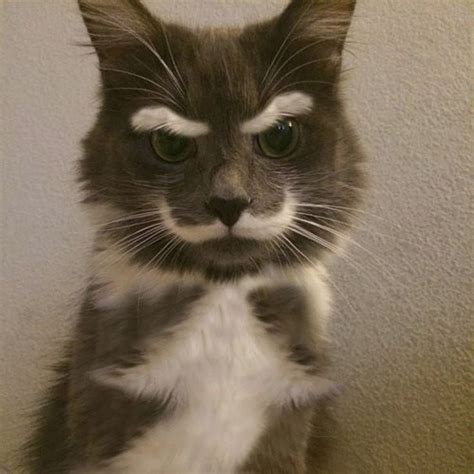 90 Best Cats With Eyebrows Mustaches Or Special Markings Images On