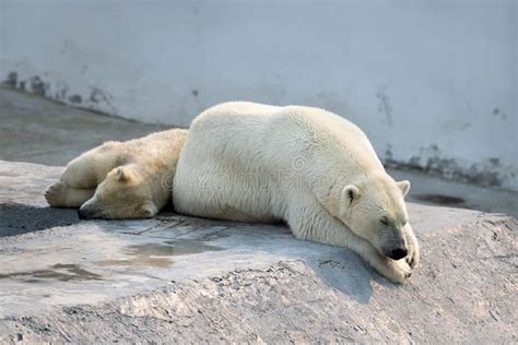 A Polar White Bear And Her Cub Sleeping Stock Image Image Of Cute