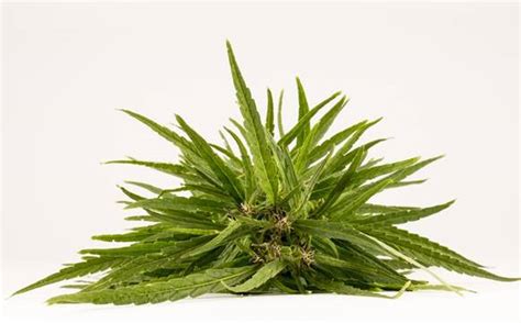 How Herbal Therapy Can Help You Quit Heartburn Medications - Health