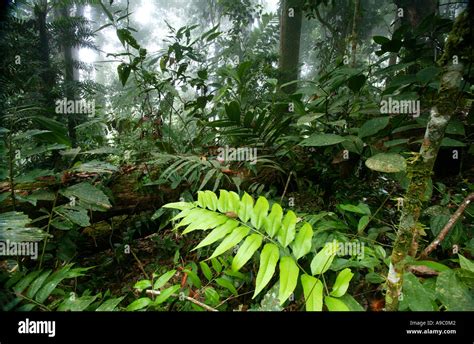 Lush Rain Forest In The Pirre Mountains Darien National Park Darien