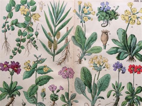 Botanical Print Set Of 6 Antique Beautiful 6df
