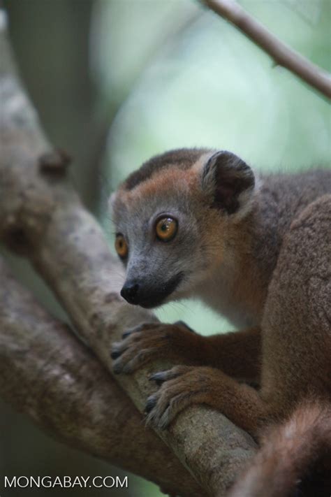 Female Crowned Lemur Eulemur Coronatus Madagascar4001
