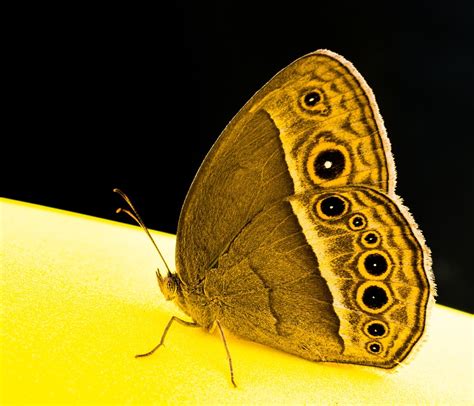 Papillon · Photo Gratuite Sur Pixabay