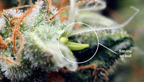 How To Tell When Cannabis Plant Is Flowering Growdiaries