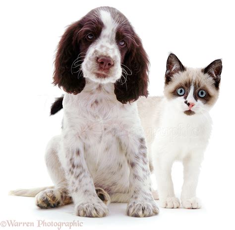 Pets Springer Spaniel Pup And Snowshoe Kitten Photo Wp01447