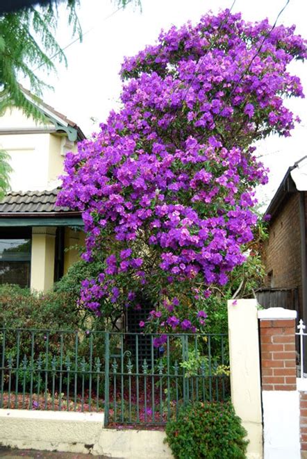 It is drought and salt. FlowerBomb Landscaping - Central Florida's Premiere ...