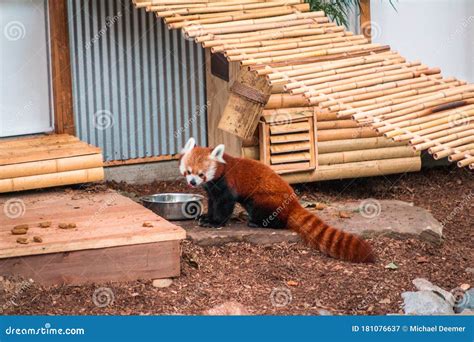 Red Panda Playing In Its Enclosure At The John Ball Zoo Stock Image