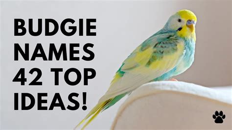 Budgie Names 42 Top Ideas Parakeet And Budgerigar Names Youtube