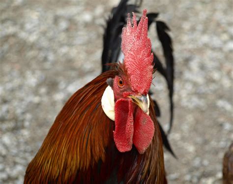 Free Images Bird Wing Beak Colorful Chicken Fowl Fauna Rooster