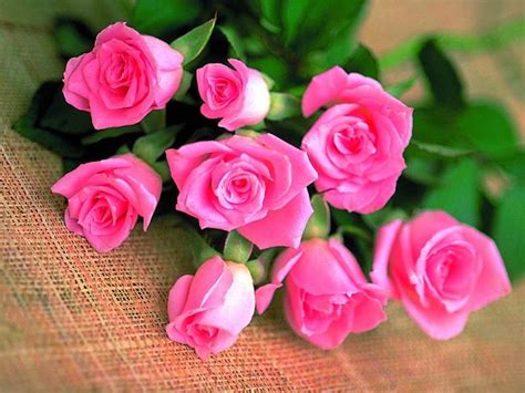 50 Most Beautiful Rose Flowers Wallpapers Wallpapersafari
