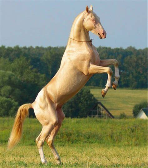 Wanna See The Most Beautiful Horse On Earth
