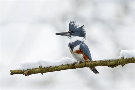 Kingfisher HD Wallpaper | Background Image | 2048x1366 ...