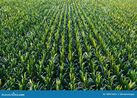 Aerial View Of Green Corn Crops Field Stock Image Image Of Plants
