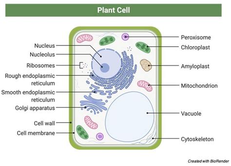 Plant Cells Labelled Diagram Definitions And Structure