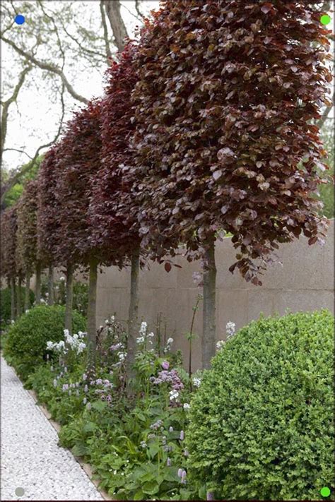 Trees For Small Gardens Fagus Sylvatica Atropurpurea Group Copper