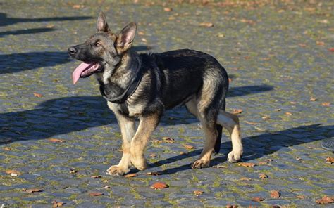 Osteosarcoma (bone cancer) is a common cancer in our dogs, and it usually develops in the long bones of the legs and the ankle or hock joint. Causes of Front Leg Limping in Dogs - Dogs Health Problems
